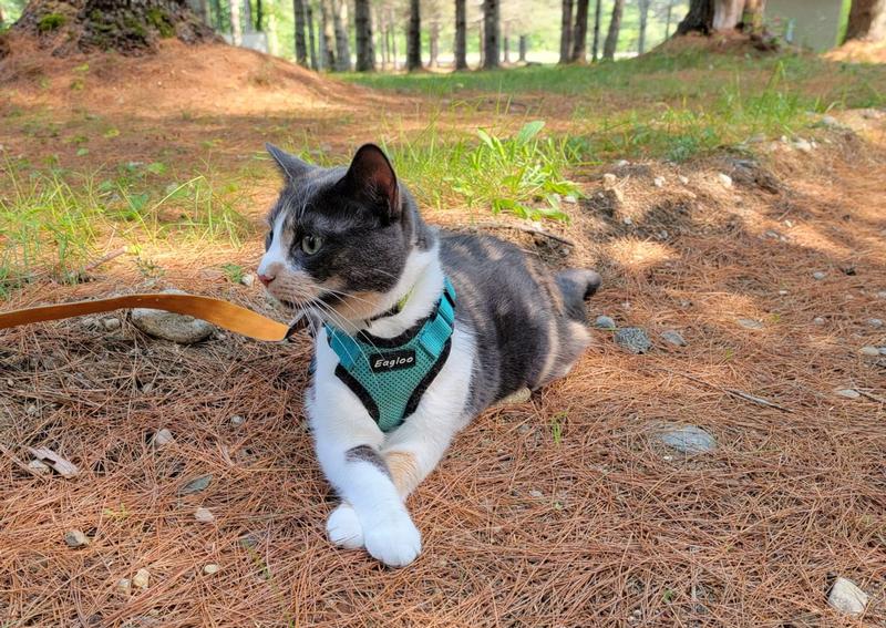 Wilton Animal Hospital Wilton veterinarians